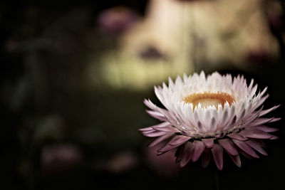 Close-up of purple flower growing outdoors