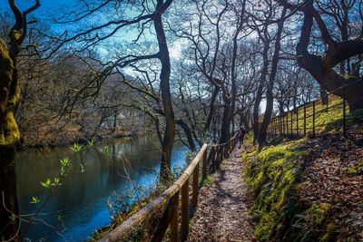 Scenic view of river amidst trees in forest