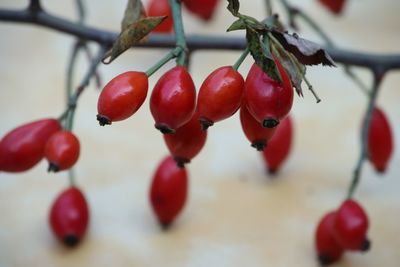 Close-up of cherries growing on tree