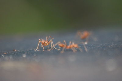 Close-up of spider on web