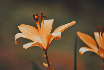 Close-up of orange lily