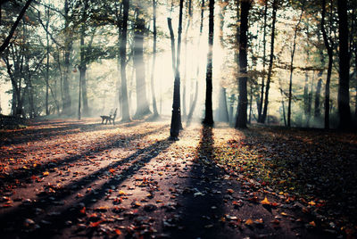 Fallen autumn leaves on footpath in park against trees