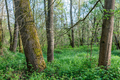 Trees in forest