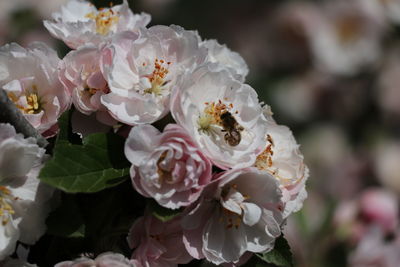 Close-up of white roses