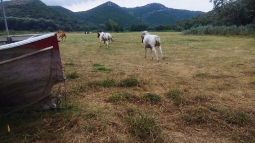 Cows grazing in field