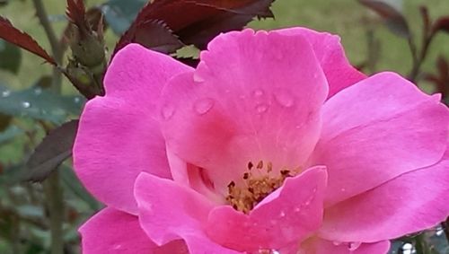 Close-up of pink flowers