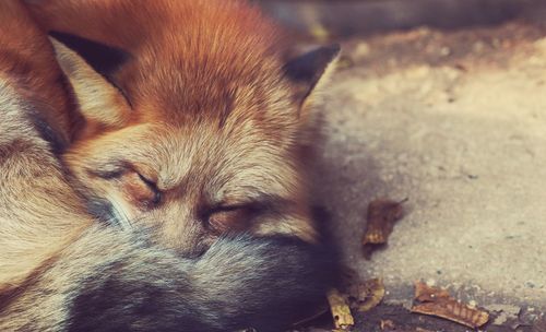 High angle view of fox sleeping on stone