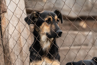 Close-up of dog looking through metal fence