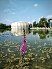 Purple flowering plants in lake against sky