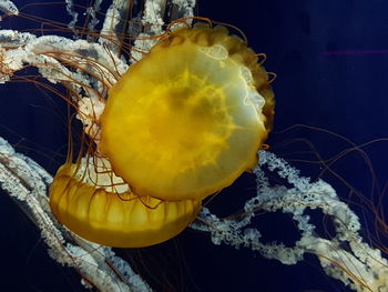 Close-up of yellow underwater