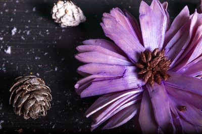 Close-up of purple flowering plant