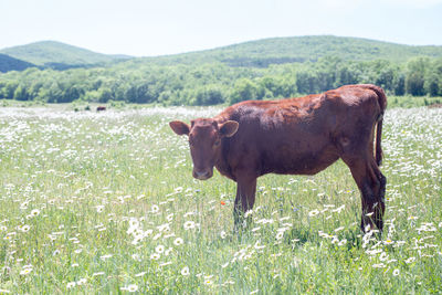 Cow standing in a field