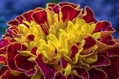 Close-up of red flowering plant