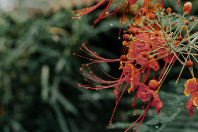 Close-up of red flowering plant