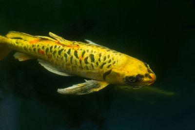 Close-up of fish swimming in sea