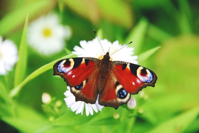 Close-up of butterfly pollinating on flower