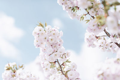 Close-up of cherry blossoms in spring