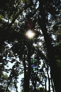 Low angle view of trees against sky