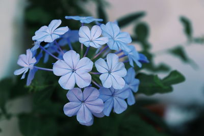 Close-up of purple flowering plant