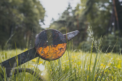 Close-up of orange leaf on field