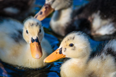 Close-up of mallard duck swimming in water