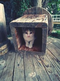 Portrait of cat sitting on wooden wall