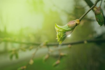 Close-up of fresh green bud