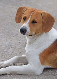 Close-up of dog looking away