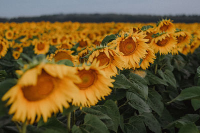 Close-up of yellow flowering plant