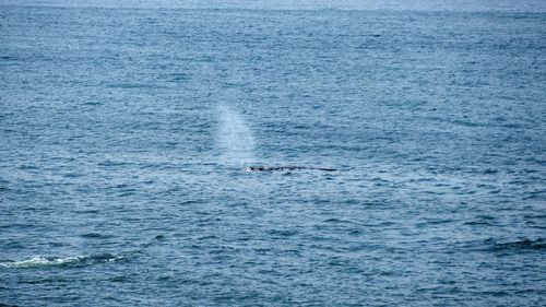 Whale swimming in sea