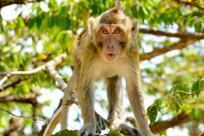 Portrait of monkey on tree