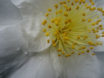 Close-up of white flower