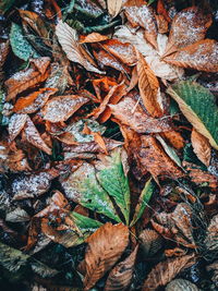 Full frame shot of dry leaves on field