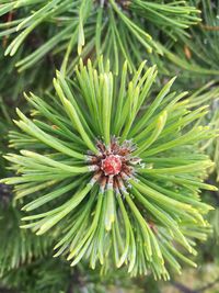 Full frame shot of pine tree