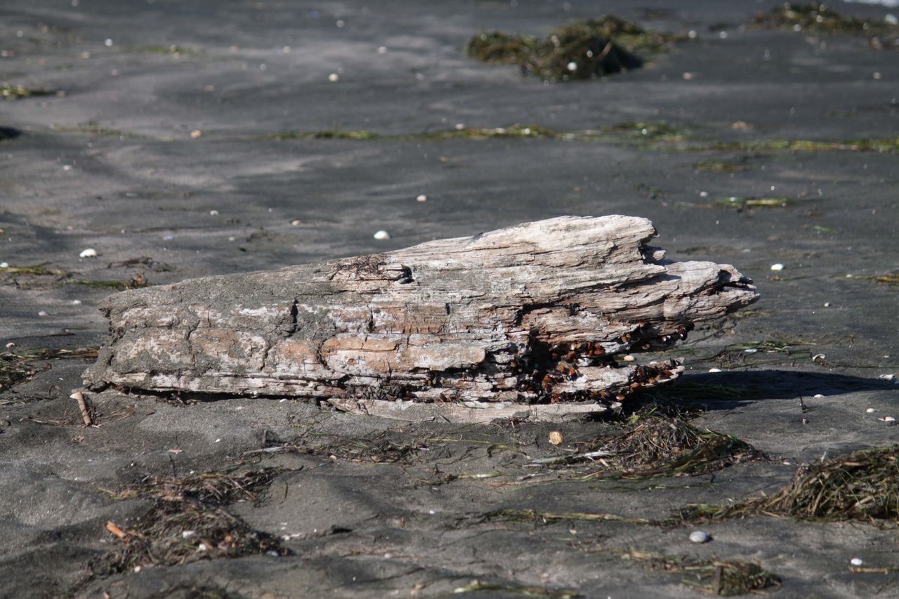 VIEW OF AN ANIMAL ON BEACH