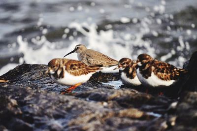 Close-up of birds eating in snow