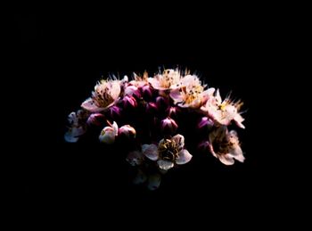 Close-up of flowers over black background