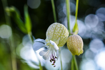 Close-up of white flowers blooming outdoors