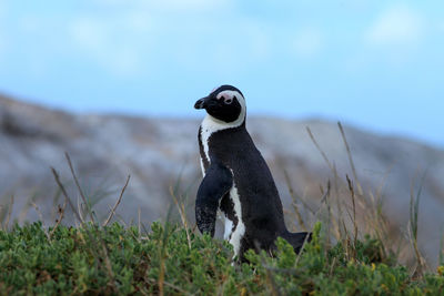 Full length of a penguin on grass