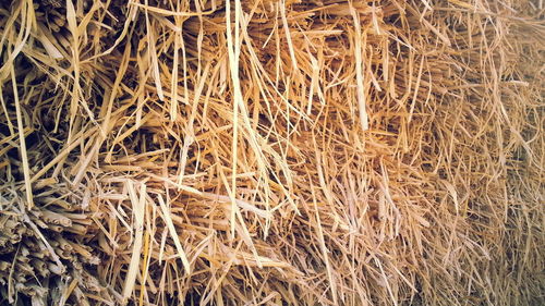 Close-up of dry plants