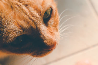 Close-up of a cat looking away