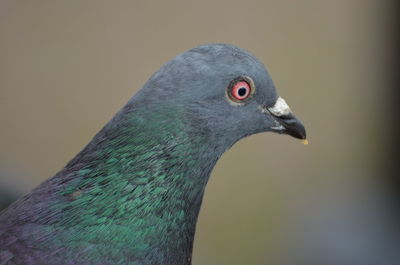 Close-up of pigeon