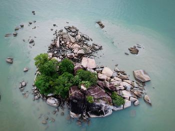 High angle view of tree on sea shore