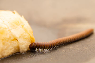 Close-up of insect eating bread 