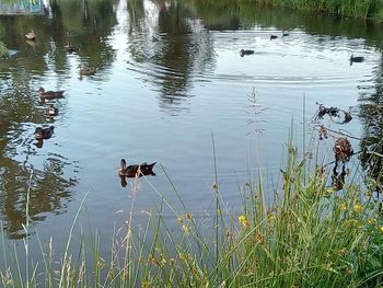 View of ducks swimming in lake