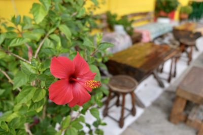 Close-up of red flower on table