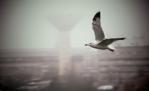 Seagull flying in the sky