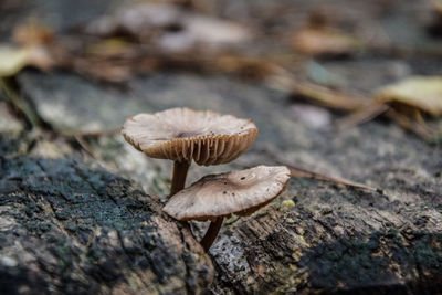 Close-up of mushroom growing outdoors