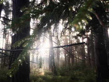 Low angle view of trees in forest