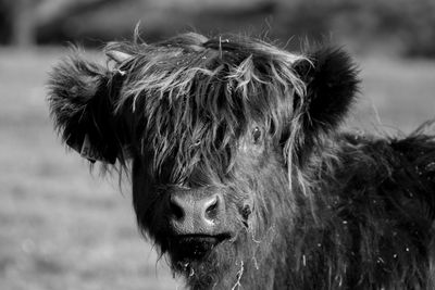 Close-up portrait of calf